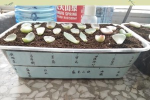 多肉叶插苗冬季养护全攻略（冬天养护多肉叶插苗的关键技巧与注意事项）