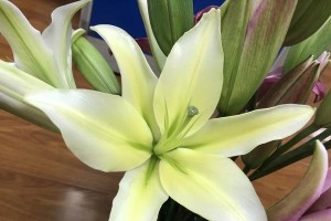 水中养护罗宾百合花的绝佳方式（打造清新水景，助力罗宾百合花绽放盛世）