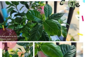 栀子花不茂盛的原因及解决方法（如何改善栀子花的生长环境与调理方法）