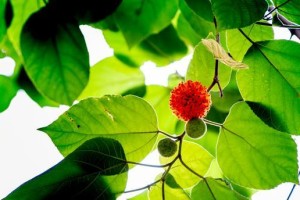 构树嫁接（探究构树嫁接的基本原理与方法）