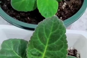 以芙蓉养殖技巧大揭秘！（芙蓉栽培秘籍，助你成为花海中的专家！）