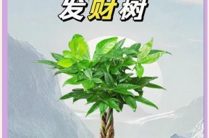 如何养护发财树，让财运滚滚来？（发财树养护法则与技巧，教你轻松改变命运！）