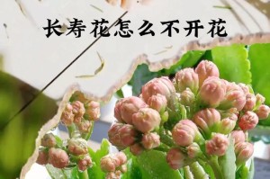 铁皮石斛不开花，你需要这些方法（解决铁皮石斛不开花问题的实用技巧）