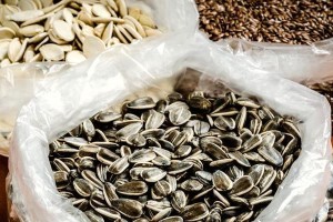 南瓜是裸子植物吗？——揭秘南瓜的生物学特征