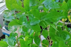 茉莉花施肥的新方法——用啤酒（啤酒施肥法，茉莉花生机盎然）