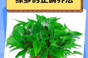 绿萝的水培养护秘籍（简单易行的绿萝水培技巧，让您的绿萝茁壮成长）