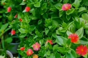 解决南方牡丹不开花问题的方法（南方牡丹不开花的原因及应对之策）