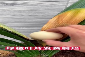 植物叶子腐烂的处理方法（保护植物健康，有效应对叶子腐烂问题）