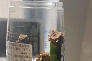 虎皮兰根部烂了怎么办？（救救我家虎皮兰！如何有效处理虎皮兰根部烂掉的问题）