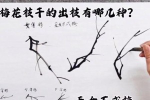 从幼小到粗壮，如何培育梅花的健康成长？（以刚长出来的梅花为例，教你让枝变粗的方法与技巧）