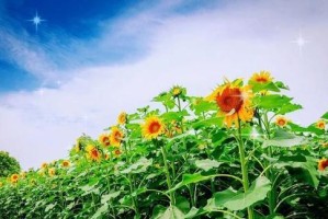 向日葵的浇水需求与季节变化（从春夏秋冬看向日葵的养护）