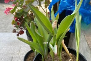 郁金香快蔫了怎么办？（教你养护郁金香的小技巧）