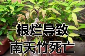 冬季怎样合理浇水南天竹（南天竹冬季浇水的注意事项）