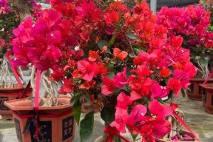 小盆景木本养护之秘诀（打造迷你自然，享受小盆景木本的美好）