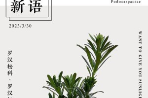 盆栽罗汉松的生长管理技巧（打造健康繁茂的罗汉松盆栽）