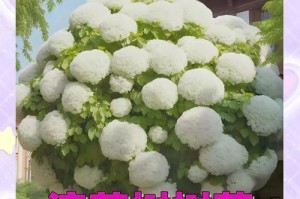 探究流苏根系的发达情况（揭示土壤环境对根系发育的影响）