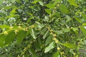 家里种枣树好不好？（探讨枣树的利与弊。）
