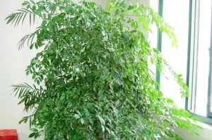 以鉴名树的养护与种植技巧（打造绿色家园，从养鉴名树开始）