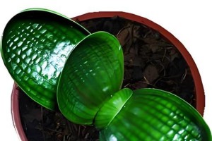 南方君子兰栽培全攻略（南方怎样种植君子兰，养花达人教你一招鲜）