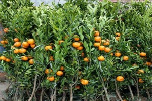 橘树盆栽种植指南（种植技巧、养护要点以及常见问题解答）