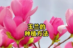 玉兰树的繁殖方法及技巧（探索玉兰树繁衍生息的奥秘）