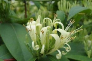 金银花的生长条件和特性（探究金银花的养殖技巧和药用价值）