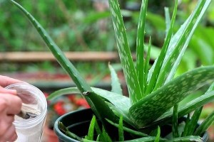 如何种植芦荟种子？（从选种到养护，轻松打造芦荟盆栽）
