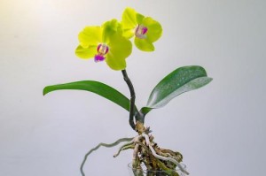 水培蝴蝶兰的养殖技巧（简单高效的水培方法，让您轻松养好蝴蝶兰）