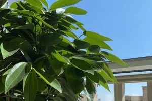 修平安树，祈福庇佑（传承中华文化，寄托美好心愿）