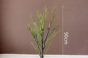如何正确养护彭珊瑚多肉植物（彭珊瑚多肉的特点及养护要点）