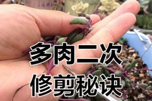 多肉初恋修剪的技巧与方法（掌握多肉初恋修剪的关键，让它更健康美丽）