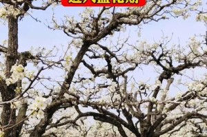 梨树花期揭秘——最美的花开时节（春日里的梨树，盛开的绚烂和鲜艳）