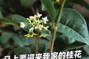 桂花树养护指南（从栽种到成长，教你养好桂花树）