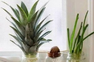 菠萝头头种植技巧及养护方法（打造丰收的菠萝头园，享受甜蜜果实的滋味）