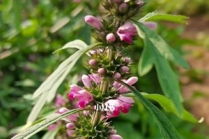 益母草种子的最佳种植时间（掌握正确时间，让益母草生长更健康）