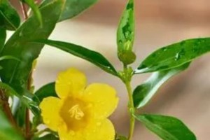 法国香水花的种植与养护（如何培育迷人的法国香水花园）