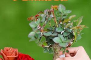 四季玫瑰花盆栽的养殖方法（如何让四季玫瑰花盆栽在家中开出美丽的花朵）