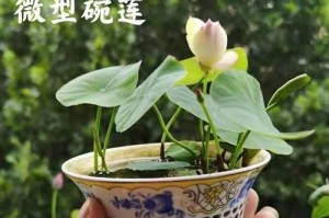 荷花适合在室内养吗？（了解荷花的生长条件和需求）