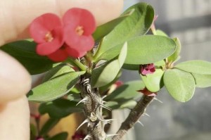刺梅不离花开（四季妆点花园，让刺梅成为你的宠儿）