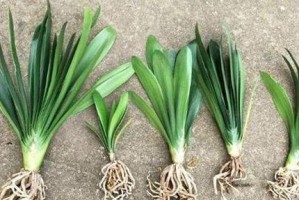 培养君子兰长高的有效方法（打造繁茂挺拔的君子兰——轻松掌握生长技巧）