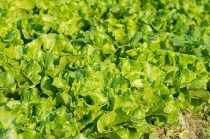芥菜春种是否可行？（探究春季种植芥菜的优缺点）