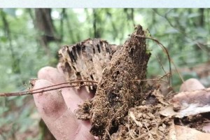 兰花烂根卷叶的诊断和治疗方法（保护兰花健康，让其重新焕发生机）