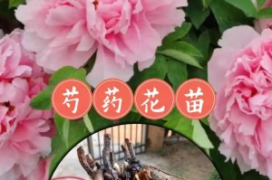 春天种芍药，美丽生长（探寻芍药花的种植技巧与养护之道）