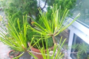 如何正确养护以香松盆景（关键步骤和技巧助您打造健康的香松盆景）
