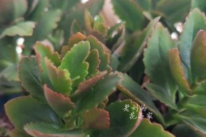 花的边缘泛黄（探索有效的方法，让花朵持久地绽放）
