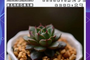 如何养护大和锦，让其开花期更长久（掌握关键要点，让大和锦焕发绚丽色彩）