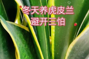 冬天如何养护吉祥兰