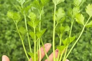 芹菜的种植与养护技巧（从栽培到收获，打造优质芹菜的秘诀）