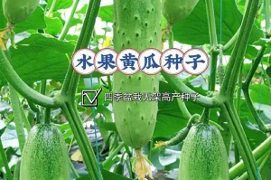黄瓜的生长条件与适宜地点（了解黄瓜的生态需求，提高种植成功率）