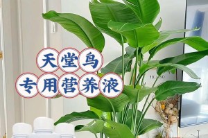 天堂鸟能否晒太阳？（探究天堂鸟的生存习性和行为习惯，解答其晒太阳的问题。）